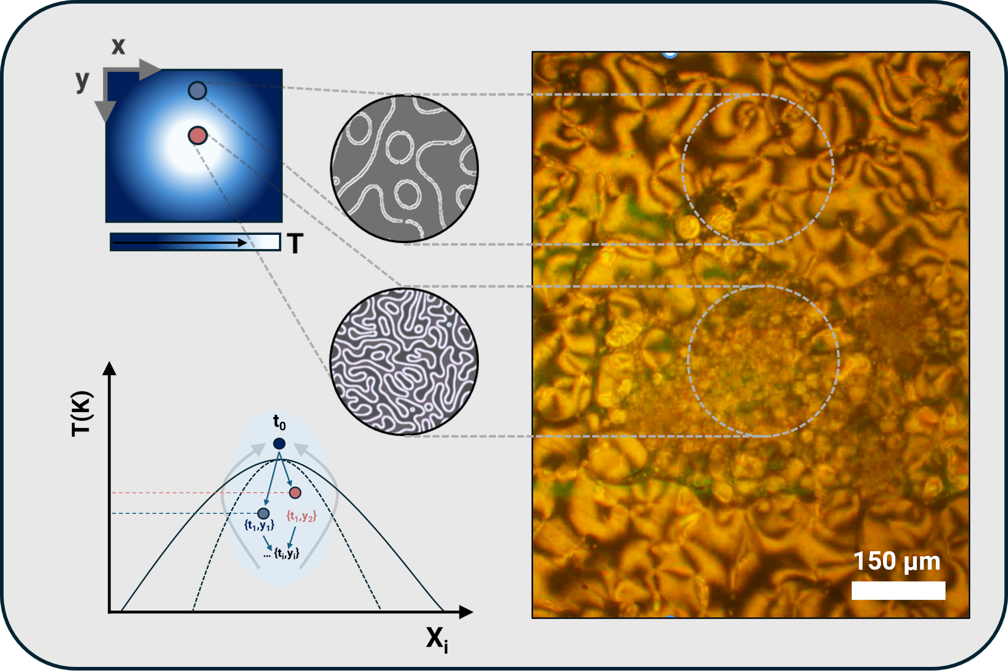 Optofluidic patterning phase separation